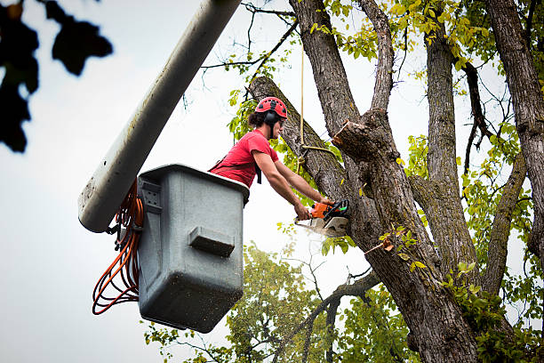 Professional Tree Removal and Landscaping Services in Dillsburg, PA